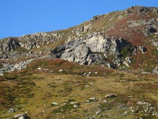 Le mucche ancora al pascolo