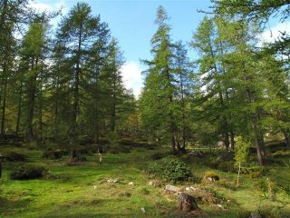 Nel bel bosco delle Navette