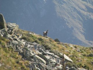Camoscio al M. Rosso