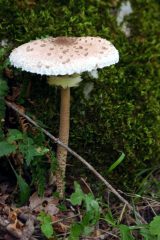 Mazza di tamburo nel bosco