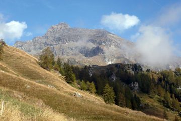 Testa Grigia