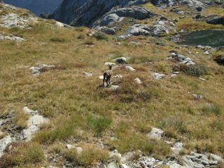 Piccolo di camoscio impaurito