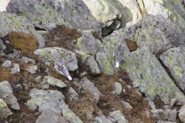 pernici bianche