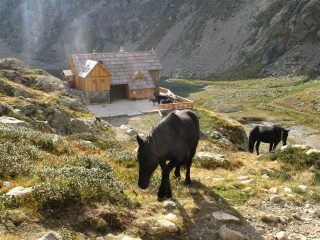 I bellissimi cavalli neri e il Rifugio Nizza