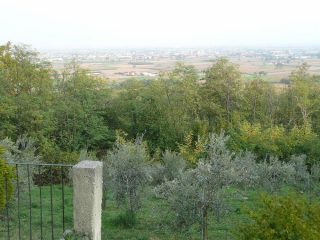 Uliveto in collina per Miralta