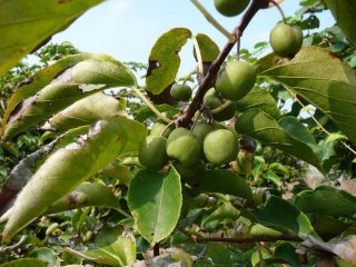 Frutti di Actinidia Arguta (senza pelo)