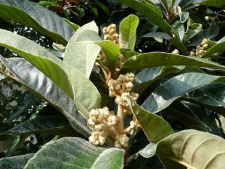 Racemi floreali di nespole del Giappone