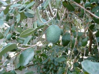 Frutti di Guaiabo del Brasile (Feijoa)