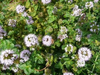 Menta acquatica con insetti