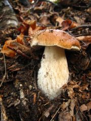 Autunno nel Parco dei Tre Denti