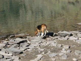 Cora al lago