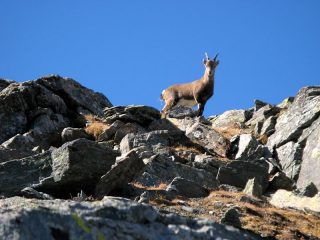 Camoscio di vedetta poco sotto la cima del Rothorn