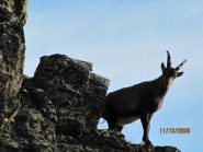 Camoscio lungo la cresta di salita