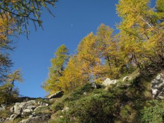 Luna e larici