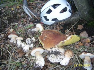 abitanti del bosco