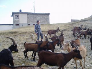 fauna locale