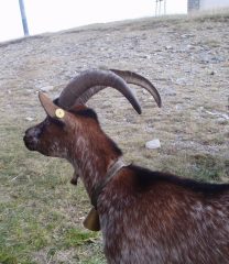 fauna locale