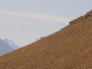 07 - La foto non rende come la vista con il binocolo... sono Mulfloni..