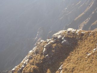 03 - Piccolo di camoscio sui pendii del Toasso Bianco