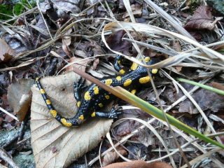 Salamandra