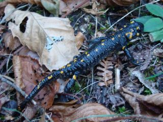 bellissima salamandra