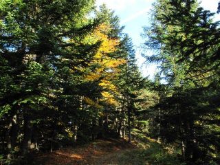 Nel bel bosco