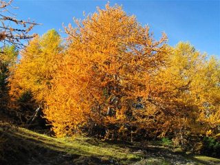 Nel bosco sopra Casterino