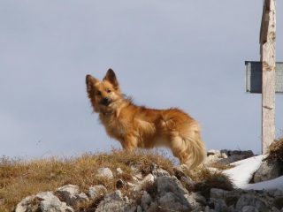 Cip sulla vetta