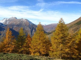 Il bosco di larici