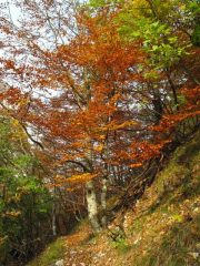 Nel bosco