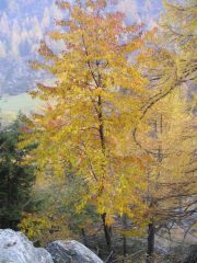 Colori d'Autunno nel vallone della Legna