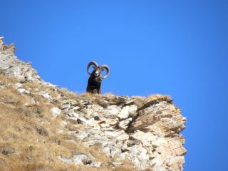 muflone