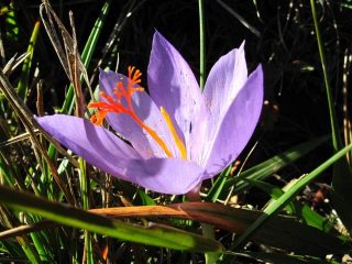 ...un fiore....
