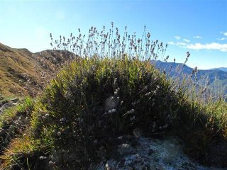 Tra un cespuglio di lavanda....