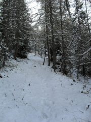 Nel bosco fitto ancora inviolato