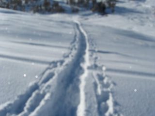 La traccia nella neve farinosa