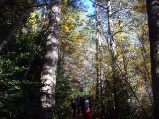 in basso nel fitto bosco 