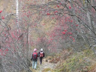 Discesa in mezzo ai sorbi