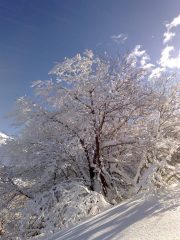 L'albero solitario