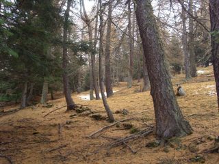 02 - Appena fuori dalle piste c'è ancora il bosco autunnale, privo di neve