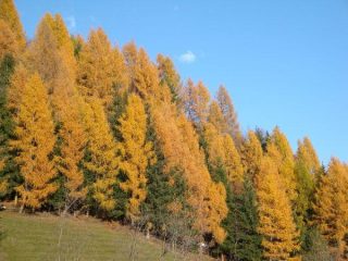 Larici e Abeti