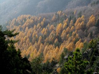 Colori autunnali percorrendo il sentiero forestale