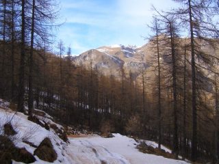 La stradina nel bosco