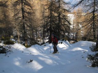 Salendo nel bosco