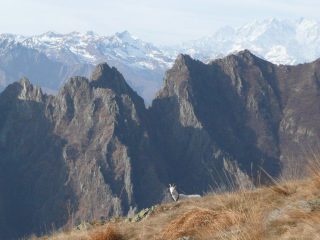 Corni di Nibbio