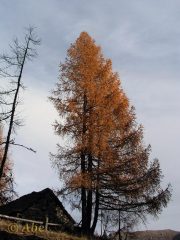 Ultimi colori autunali