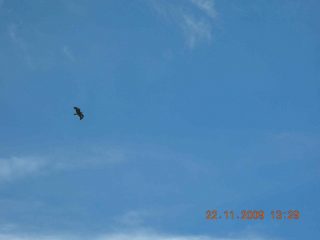 Aquila comune (forse)