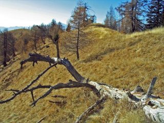 Tratto di dorsale