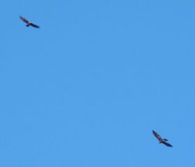 volo in coppia