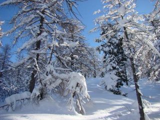 il fascino del bosco